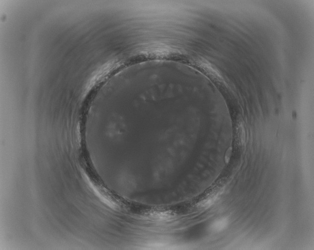 X0000066500638200603241242
