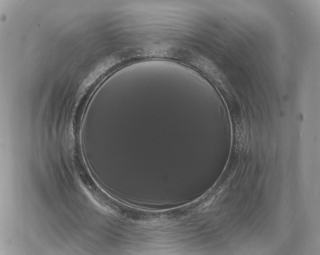 X0000066500674200603241242