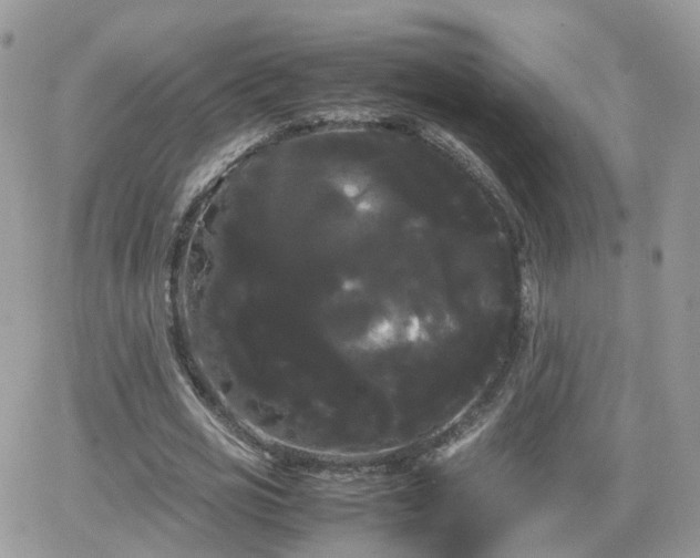 X0000066500725200603241241