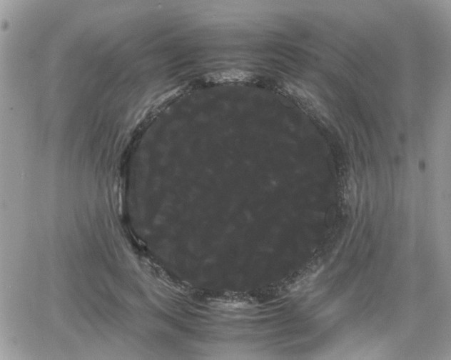 X0000066500743200603241241