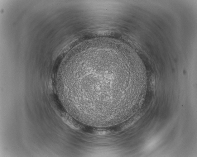 X0000066500746200603241241