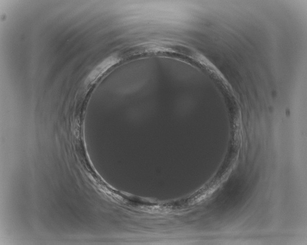 X0000066500785200603241240