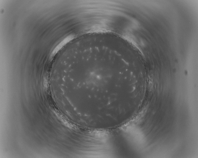 X0000066500874200603241239