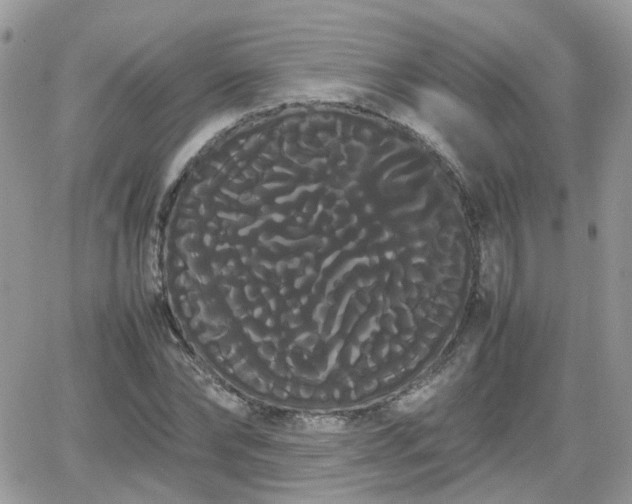 X0000066500878200603241239
