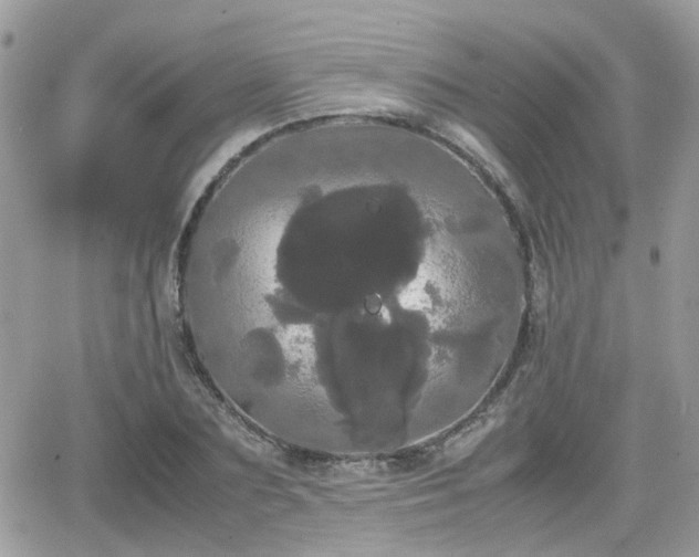 X0000066500883200603241239
