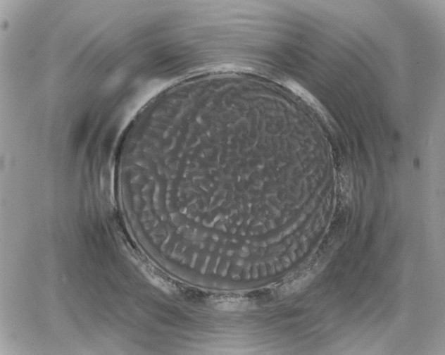X0000066500886200603241239