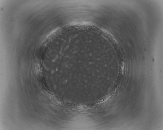 X0000066500966200603241237