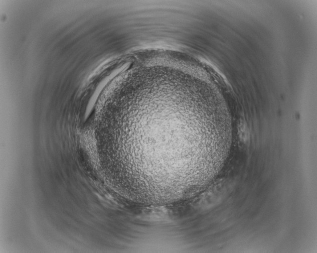X0000066500968200603241237