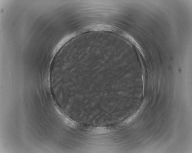 X0000066500986200603241237