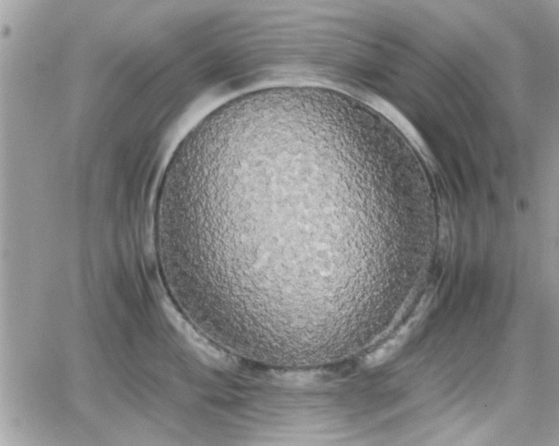 X0000066501004200603241237