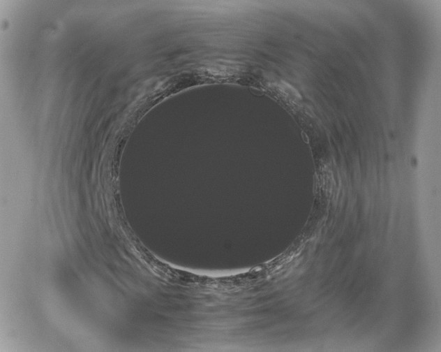 X0000066501009200603241236