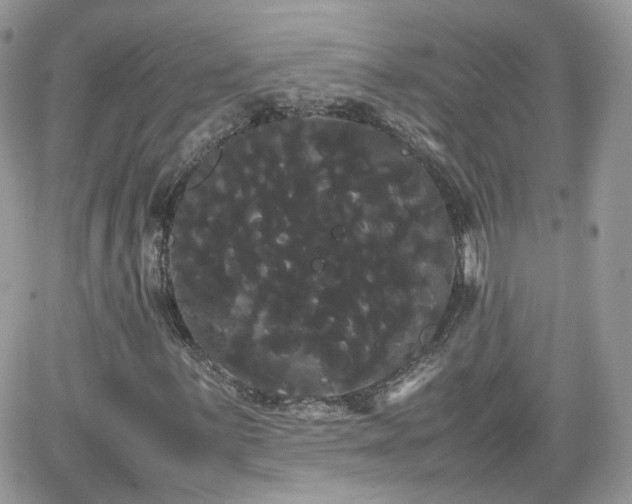 X0000066501059200603241236