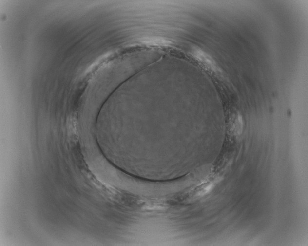 X0000066501110200603241234