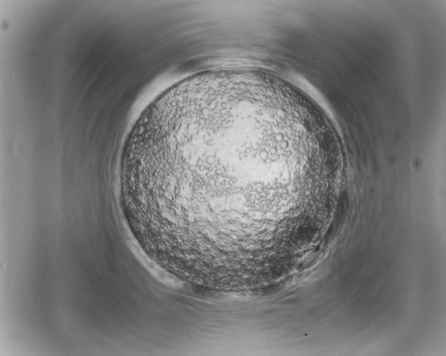 X0000066501195200603241234