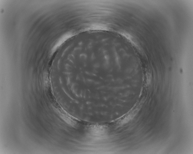 X0000066501266200603241232