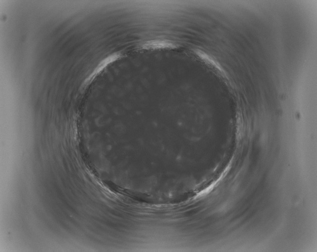 X0000066501305200603241231