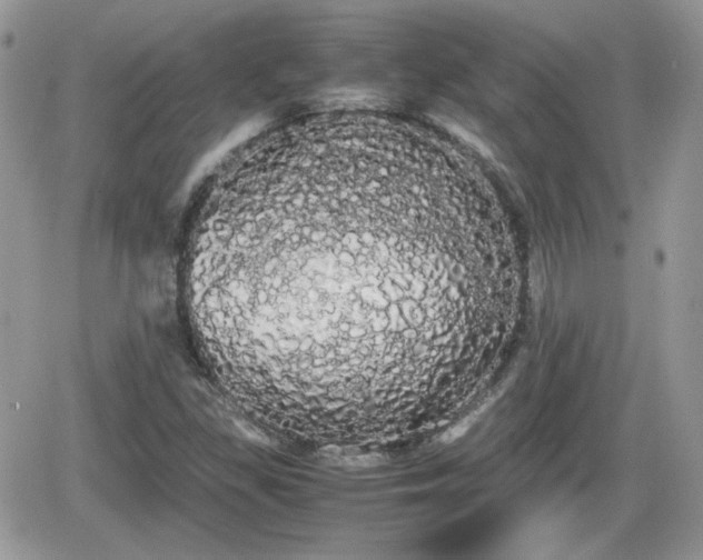 X0000066501309200603241231