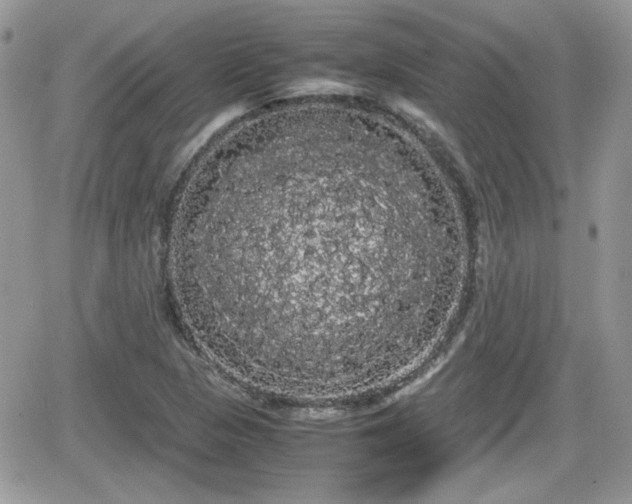 X0000066501313200603241231