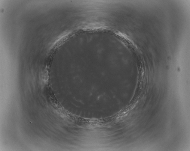 X0000066501350200603241231