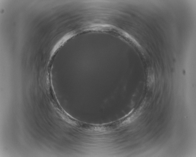 X0000066501362200603241231