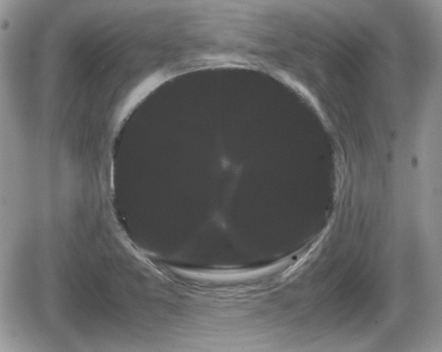 X0000066501365200603241231