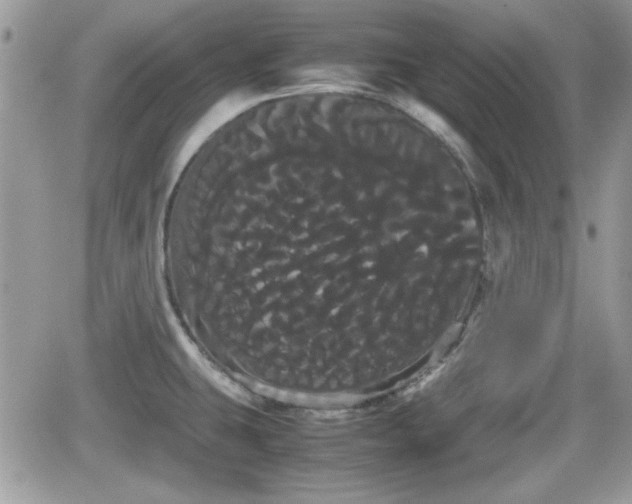 X0000066501431200603241230