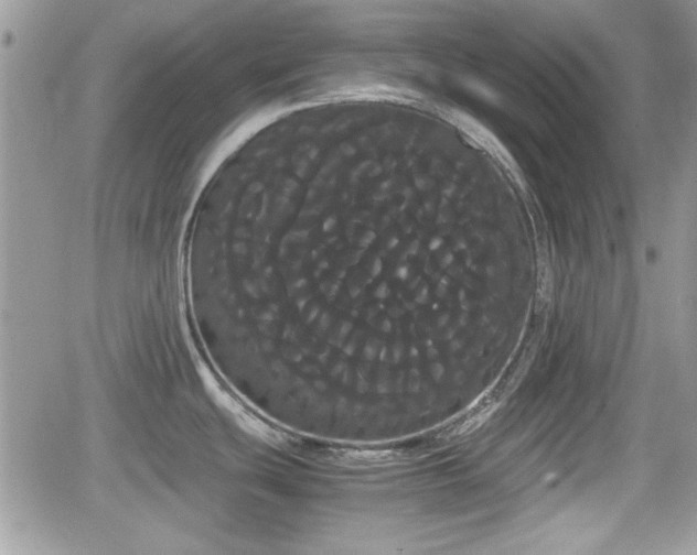 X0000066501439200603241230