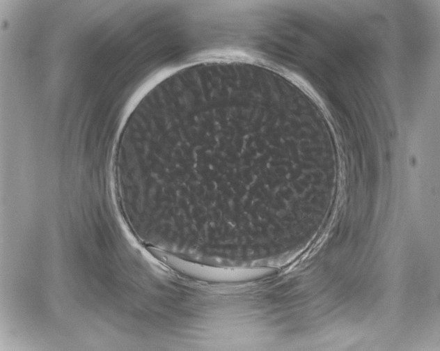 X0000066501440200603241230