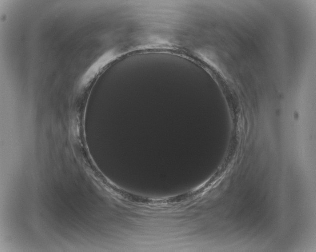 X0000066501455200603241229