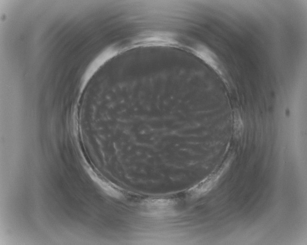 X0000066501474200603241229