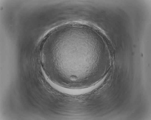 X0000066501496200603241228