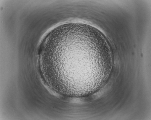 X0000066501507200603241228