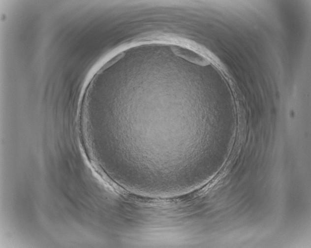 X0000066501536200603241229