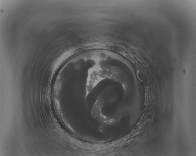X0000066500006200603311716