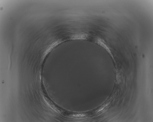X0000066500059200603311715
