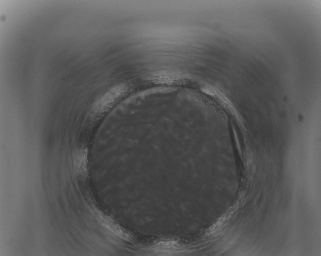 X0000066500066200603311715