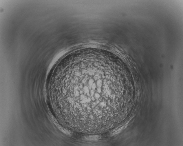 X0000066500102200603311714