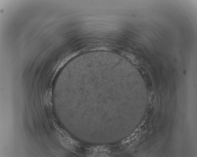 X0000066500146200603311713