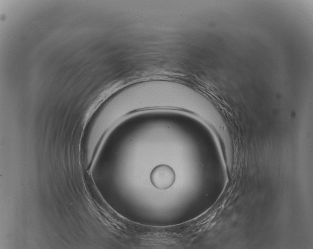 X0000066500244200603311711