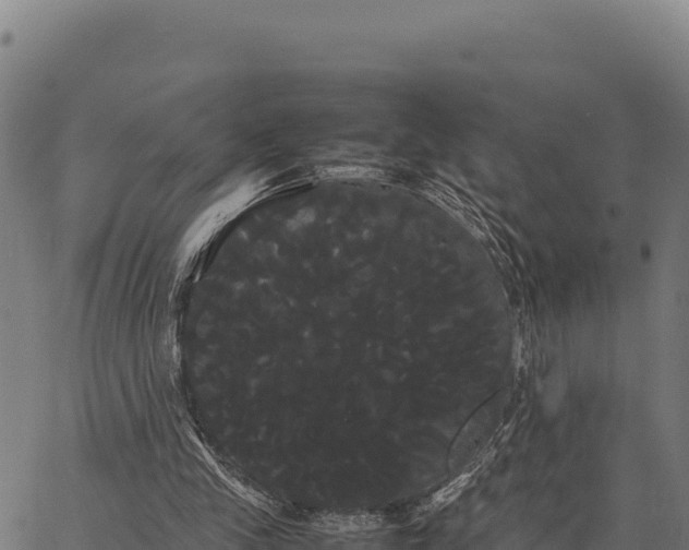 X0000066500245200603311711