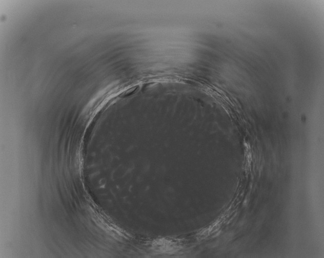 X0000066500290200603311711