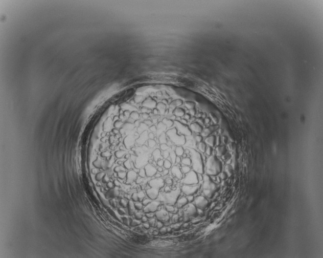 X0000066500294200603311711