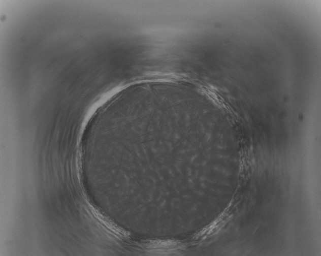 X0000066500342200603311710