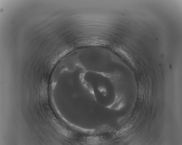 X0000066500394200603311710