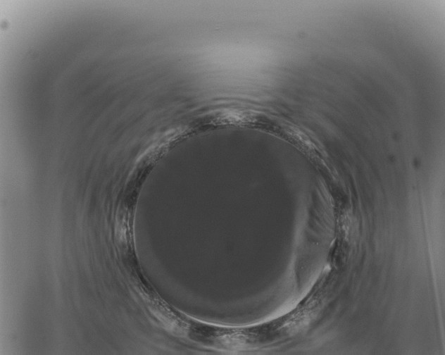 X0000066500423200603311709