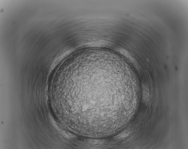 X0000066500486200603311708