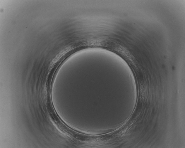 X0000066500674200603311705