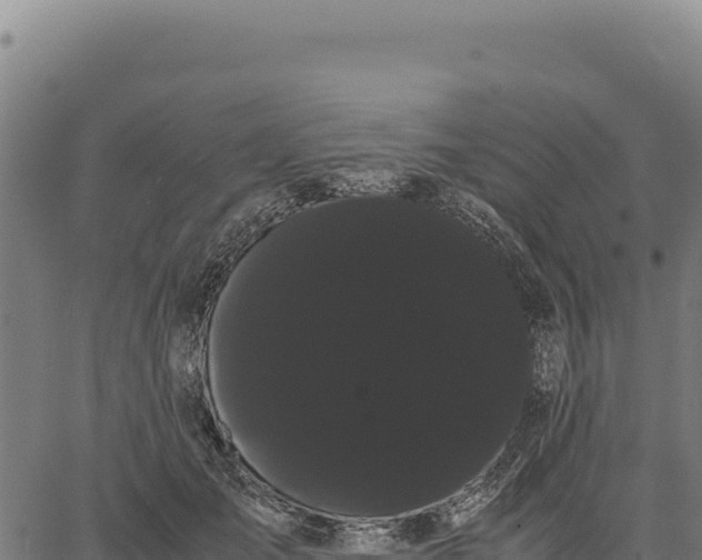 X0000066500701200603311704
