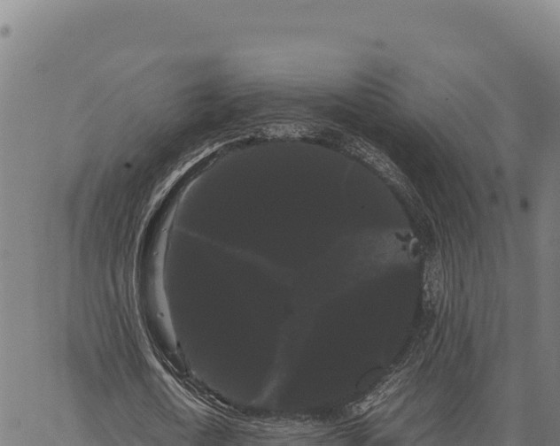 X0000066500722200603311703