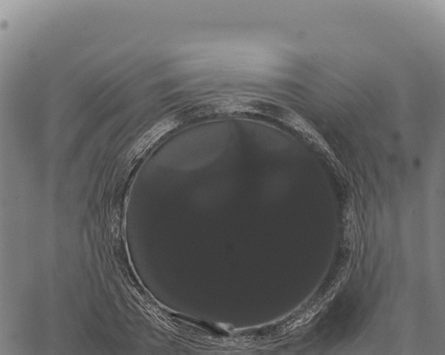 X0000066500785200603311703